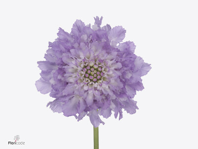 Scabiosa atropurpurea Bon Bon Scoop Ube