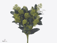 Skimmia japonica 'Frank White' per bos