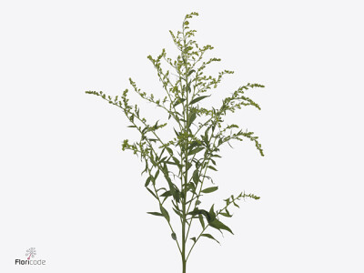 Solidago Mini Green