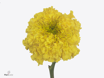 Tagetes (Erecta Grp) 'Coco Yellow'