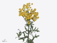 Tanacetum vulgare 'Gold Star'