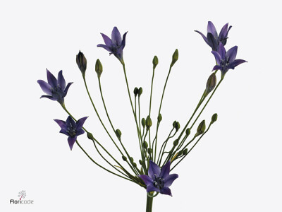 Triteleia laxa 'Corrina'