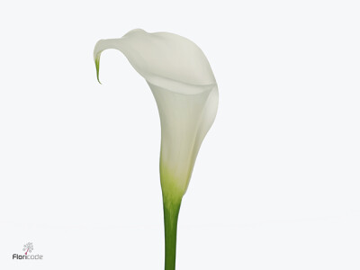 Zantedeschia White Mambo