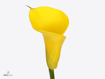 Zantedeschia Kunming