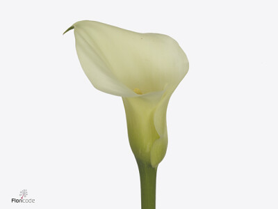 Zantedeschia 'White Flirt'