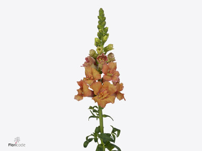 Antirrhinum Holly Double Orange