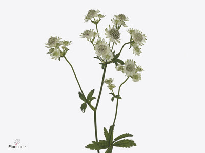 Astrantia major Billion Stars XL