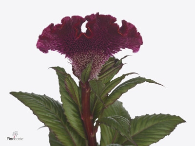 Celosia argentea (Cristata Grp) Red King