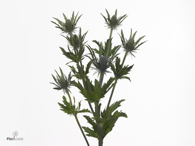 Eryngium 'Dobida' kleurbehandeld H%