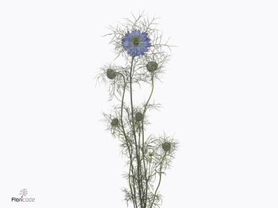 Nigella damascena 'Mystry Blue'