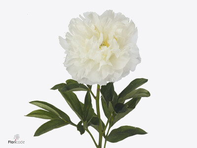 Paeonia (Lactiflora Grp) 'In Full Sail'