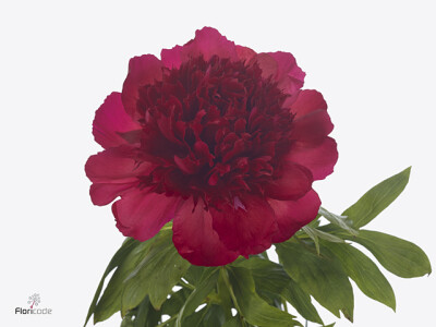 Paeonia (Herb. Hybrid Grp) 'Red Rover'