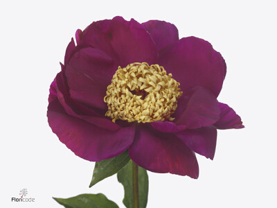 Paeonia itoh (Herb. Hybrid Grp) 'Enfant Trouvé'