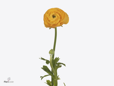 Ranunculus asiaticus 'Dolcevita Yellow'