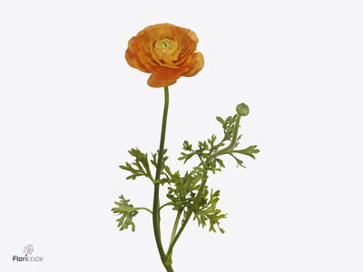 Ranunculus asiaticus 'Dolcevita Orange'