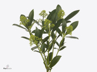 Skimmia japonica 'Silvretta' per bos