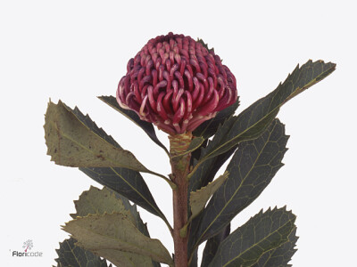 Telopea speciosissima 'Waratah'