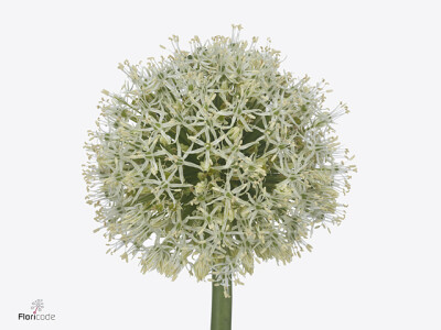 Allium stipitatum 'Mont Blanc'