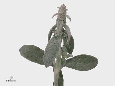 Stachys byzantina 'Silver Finch'