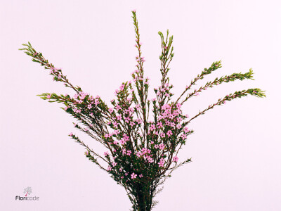 Leptospermum 'Tamar'