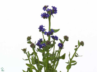 Anchusa capensis 'Blue Angel'