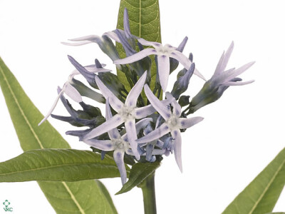 Amsonia tabernaemontana 'Night Sky'