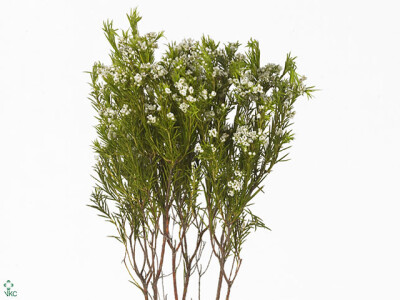 Agathosma ovata 'Witte Klip'