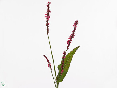 Persicaria 'Firedance'