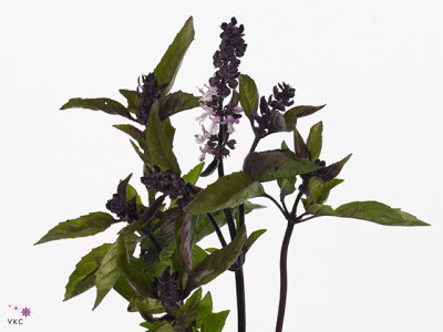 Ocimum basilicum 'Margarita'
