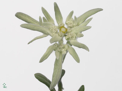 Leontopodium alpinum 'Mignon'