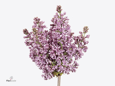 Syringa vulgaris 'Dark Koster' per bos