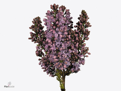 Syringa vulgaris 'Ruhm von Horstenstein' per bos