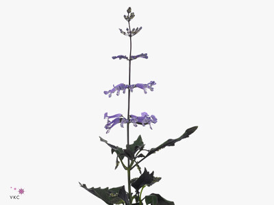 Plectranthus Mona Lavender