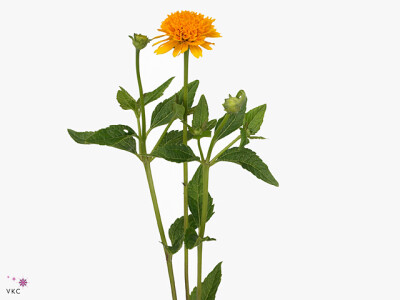 Heliopsis helianthoides 'Asahi'
