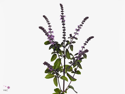 Ocimum basilicum 'Aroma'