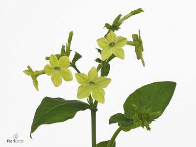 Nicotiana x sanderae 'Perfume Lime'