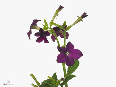 Nicotiana x sanderae 'Perfume Deep Purple'