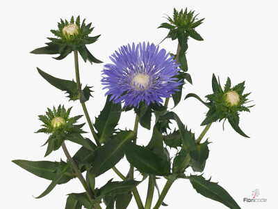 Stokesia laevis Mels Blue