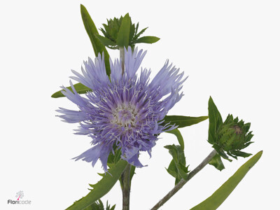 Stokesia laevis Magical Blue