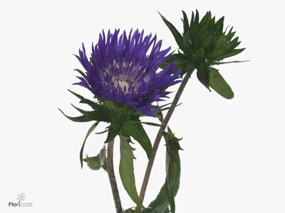 Stokesia laevis Magical Purple