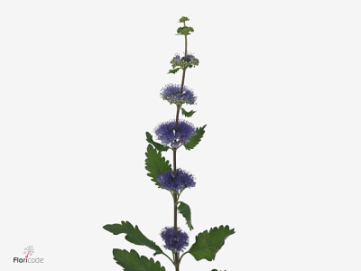 Caryopteris incana Pagoda Ocean