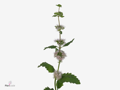 Caryopteris incana Pagoda Blush