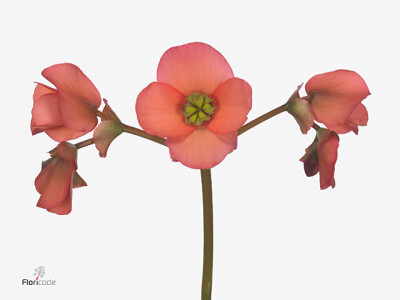 Begonia (Elatior Grp) Brighty-Line Sky