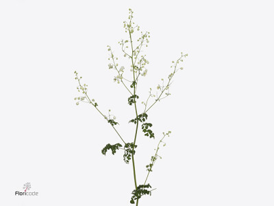 Thalictrum delavayi Splendide White