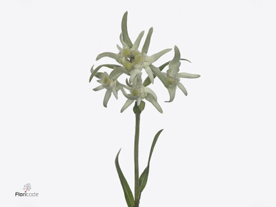 Leontopodium alpinum Blossom of Snow