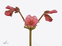 Begonia (Elatior Grp) Brighty-Line Sweet