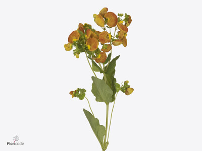 Calceolaria Kalahari