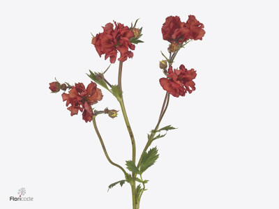 Geum Scarlet Tempest