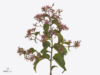 Heptacodium miconioides Royale Pink Star