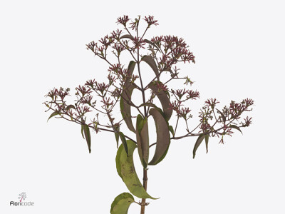 Heptacodium miconioides Royale Red Star